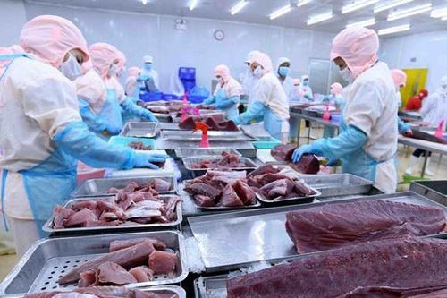 Xuất khẩu cá ngừ vào EU kỳ vọng đạt 123 triệu USD