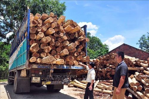 Tạo nguồn nguyên liệu gỗ chất lượng - Bài 1: Lợi ích kép từ rừng gỗ lớn