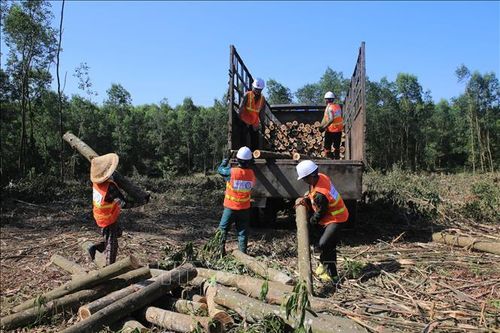 Tạo nguồn nguyên liệu gỗ chất lượng - Bài 2: Khuyến khích nhưng người dân chưa thích