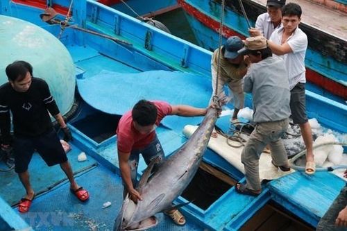 Bàn giải pháp xuất khẩu cá ngừ sang châu Âu theo Hiệp định EVFTA