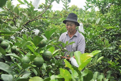 Nông dân thị trấn Chư Ty thu nhập khá nhờ trồng cây ăn quả