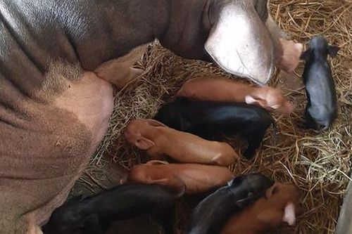 Chuyện lạ: Một cô lợn nái đẻ liên tục 2 lứa tổng cộng 21 chú lợn con chỉ sau 18 ngày