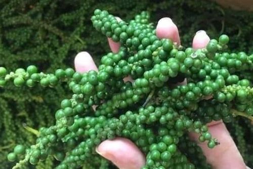 Giá tiêu hôm nay 12/10: Dự đoán giá tiêu xuất khẩu tăng, nhiều nhận định lạc quan cho thị trường