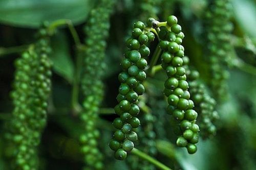Giá hồ tiêu ngày 12/10: Tín hiệu lạc quan của thị trường, giá hồ tiêu lên cao
