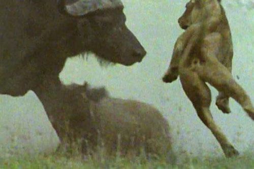 Bị trâu rừng húc dữ dội, sư tử đành phải 'bỏ của chạy lấy người'