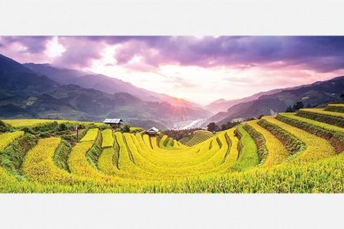 Trong sóng vàng Mù Cang Chải