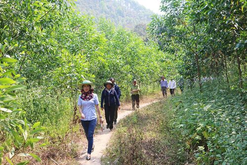 Gia Lai: Nhiều giải pháp phát triển lâm nghiệp bền vững