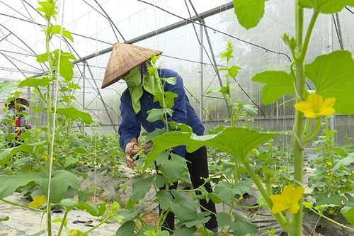 Việt Trì phát triển nông nghiệp đô thị