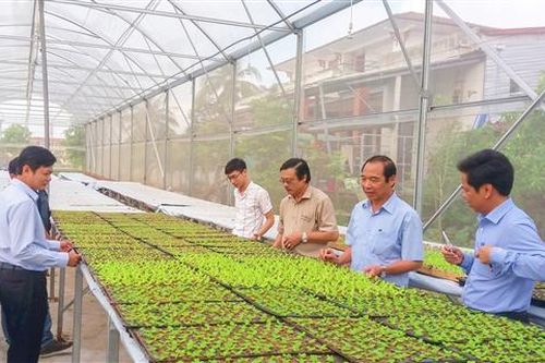 Cấp chủ trương đầu tư cho 10 dự án nông nghiệp công nghệ cao