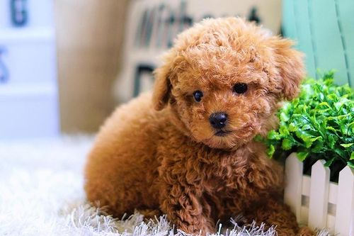 Top những loài chó nhỏ đáng yêu nhất thế giới