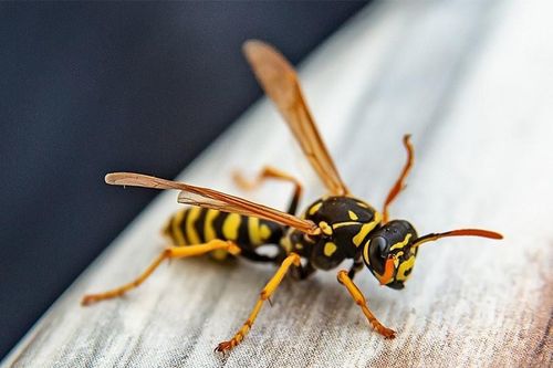 Phát hiện tác dụng cứu người của nọc độc ong bắp cày