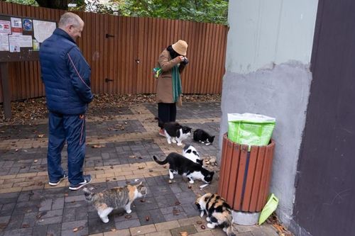 'Thủ phủ mèo' của nước Nga