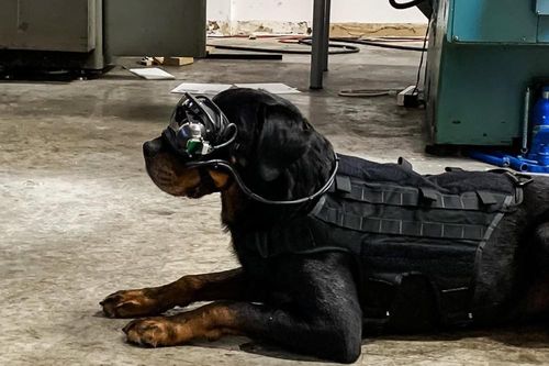 Quân đội Mỹ trang bị kính AR cho… chó