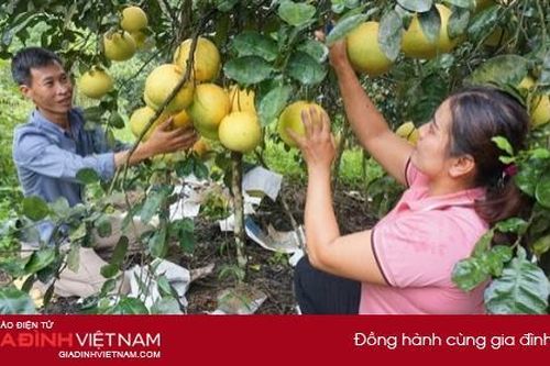 Thu nhập hơn 2,5 tỷ đồng/năm nhờ trồng bưởi Phúc Trạch