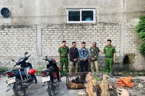Nhóm thanh niên từ Thanh Hóa vào Nghệ An dùng súng điện câu trộm chó