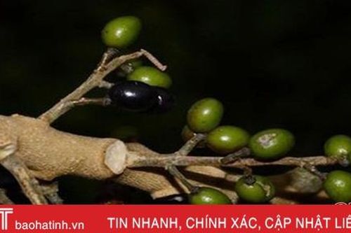 Tìm thấy nhiều hợp chất chống ung thư tốt từ cây dại trên rừng Hà Tĩnh