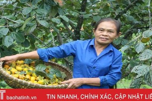 Hồng Yên Du được mùa, được giá, nông dân xóm núi Hà Tĩnh rộn niềm vui