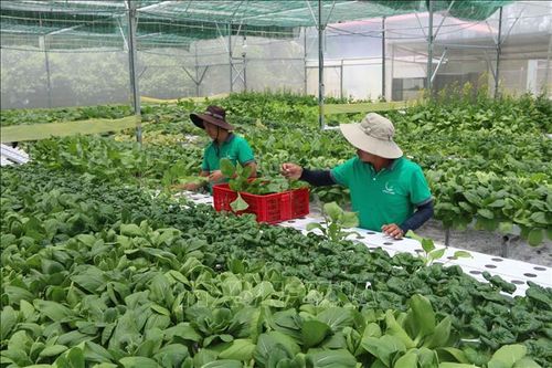 Nhân 90 năm thành lập Hội Nông dân Việt Nam 14/10: Sức mạnh từ cơ sở Hội