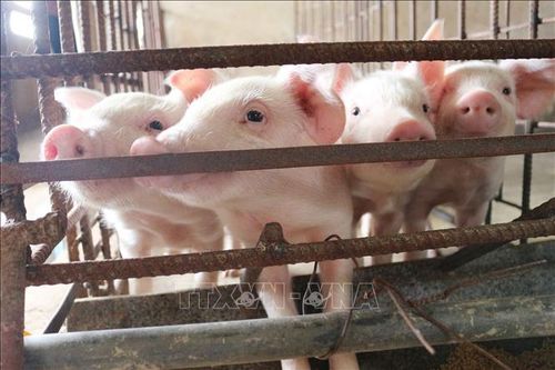 Lai Châu: Khuyến cáo người dân không tái đàn ồ ạt để phục vụ Tết