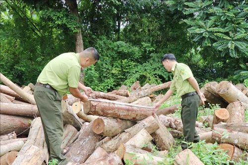 Xử lý nghiêm việc khai thác rừng trái phép tại huyện Định Hóa, Thái Nguyên