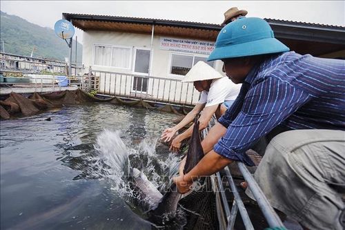Phát triển nuôi thủy sản lòng hồ hiệu quả, bền vững, hướng tới sản phẩm OCOP