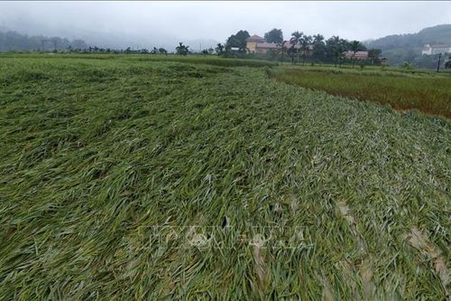 Hà Nam chủ động ứng phó với bão số 7