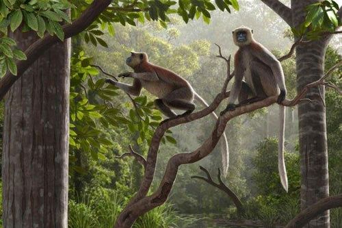 Khỉ cụ 7 triệu năm nằm co ro trong mỏ than cổ