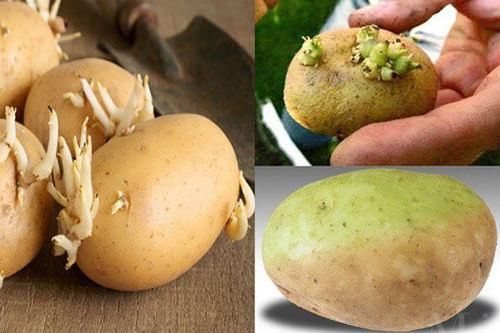 Chuyên gia chỉ rõ loại rau củ mọc mầm hại như thuốc độc và những loại quý hơn thuốc bổ