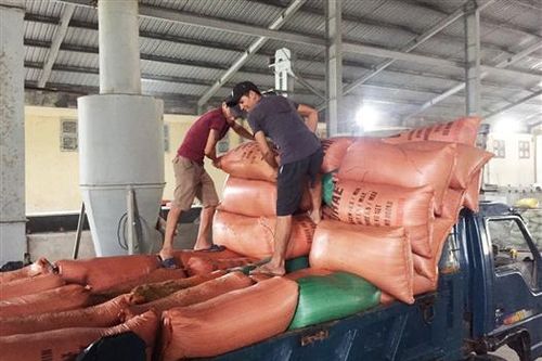 Trung tâm Giống cây trồng vật nuôi tỉnh Quảng Trị ngày đêm sấy lúa bị ngập lũ giúp dân