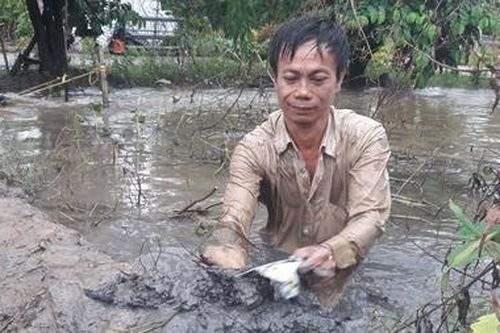 Ngập úng trên diện rộng vùng ngọt hóa tỉnh Cà Mau