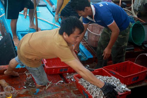 Sau bão số 6, ngư dân Quảng Ngãi tranh thủ đánh bắt ven bờ