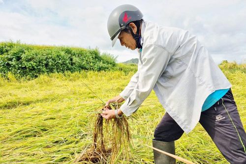 Gia Lai: Hơn 2,1 nghìn ha lúa bị ngập úng, thiệt hại 19 tỷ đồng