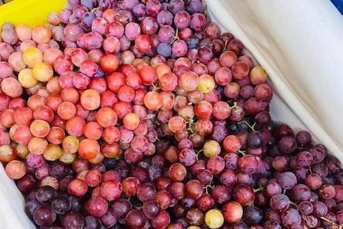 Sự thật về loại nho kẹo rừng đang gây sốt trên thị trường