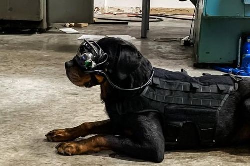 Quân đội Mỹ nghiên cứu phát triển kính thực tế AR cho chó nghiệp vụ