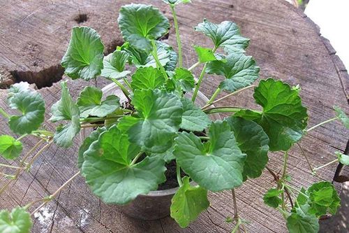 Những loại lá có đầy ở Việt Nam được mệnh danh là 'vua giải độc gan'