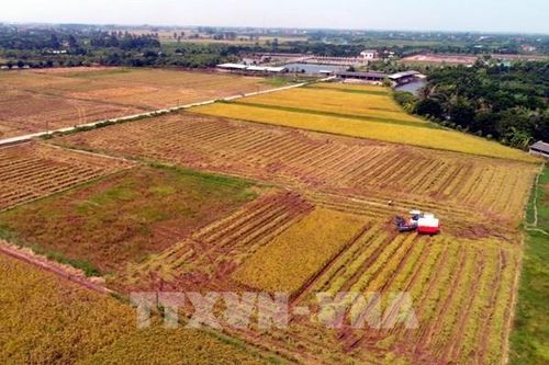 Thu hút doanh nghiệp lớn đầu tư vào nông nghiệp