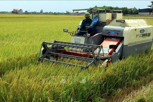 Trên 137.000 ha lúa ở Đồng bằng sông Hồng và Bắc Trung Bộ chưa thu hoạch