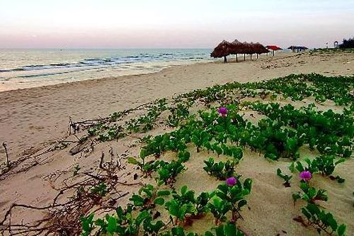 Quảng Bình: 9 người viện cấp cứu vì ăn rau muống biển xào tỏi