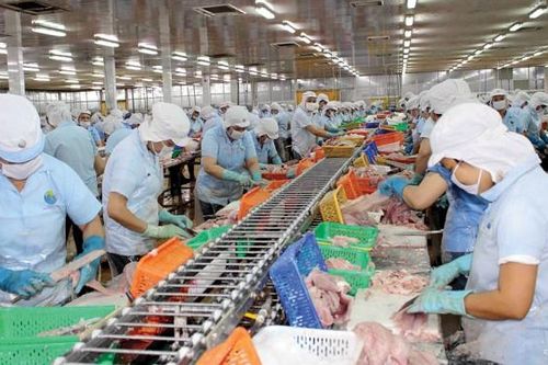 Thị trường tiêu thụ cá tra dần được phục hồi