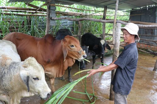 Kông Chro đầu tư nâng cao chất lượng đàn bò
