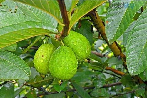 Các công dụng tuyệt vời của lá ổi