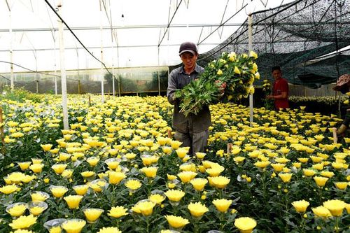 Người trồng hoa cúc phấn khởi vì giá cao