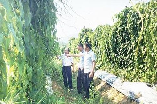 Phát triển lâm sản ngoài gỗ, tạo sinh kế, bảo vệ rừng bền vững
