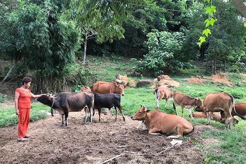 Người phụ nữ Vân Kiều làm kinh tế giỏi