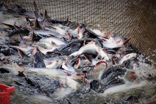 Thực trạng phát triển công nghiệp chế biến thủy sản tại tỉnh Trà Vinh