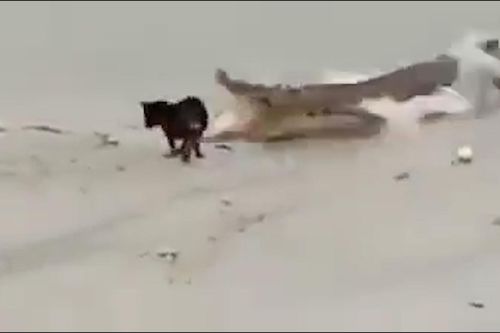 Clip: Mải săn mồi bên hồ, chó con suýt làm mồi cho cá sấu