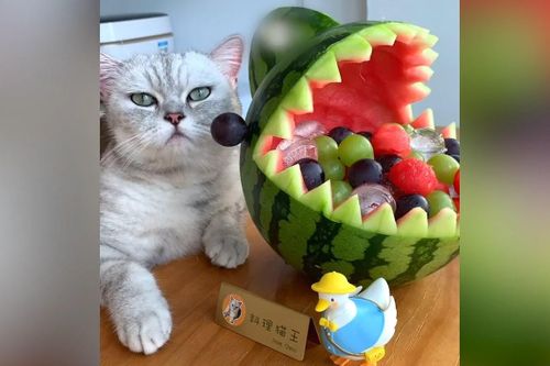 Chú mèo 'biết nấu ăn' thành hiện tượng mạng ở Trung Quốc