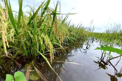 Thiên tai ở Cà Mau gây thiệt hại hàng chục tỷ đồng