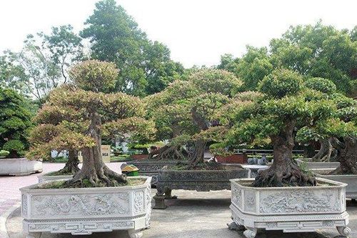 Ngắm dàn bonsai khế của đại gia chơi cây cảnh 'ngông' ở Việt Nam