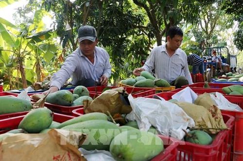 Xuất khẩu nông sản trong 9 tháng năm 2020 đạt trên 30 tỷ USD
